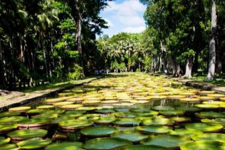 mauritius polnocne (Kopiowanie)